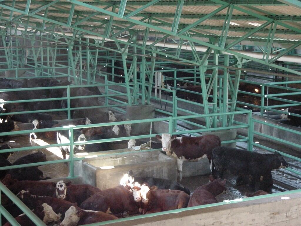 Corral de descanso previo a faena en frigorífico