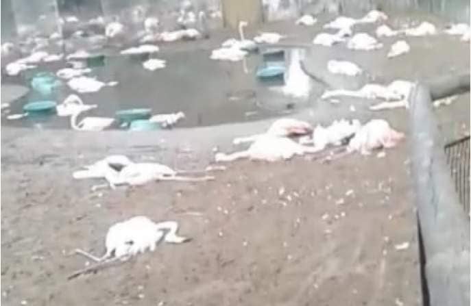 Foz de Iguazú: dos yaguaretés ingresaron al Parque de las Aves y cazaron flamencos.