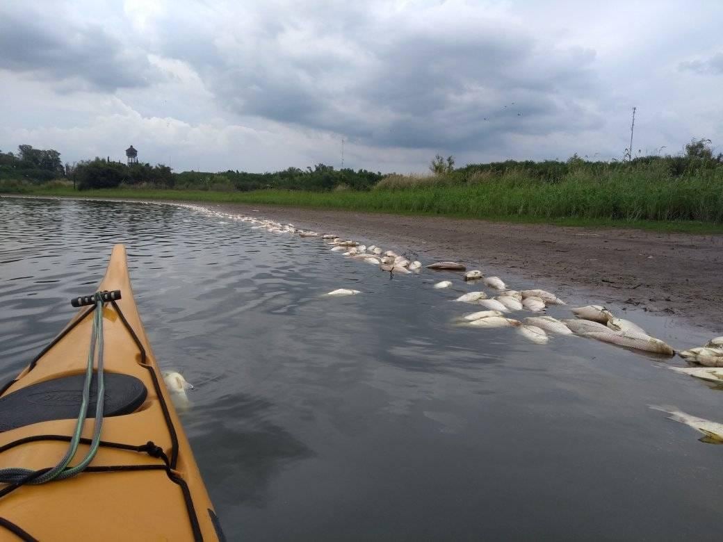 Peces muertos en Concepción del Uruguay