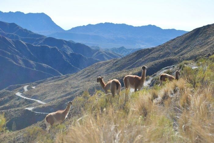 La Ruta 52 que une Villavicencio con Uspallata bes un circuito en una de las zonas de mayor belleza paisajística de Mendoza. Gobierno de Mendoza