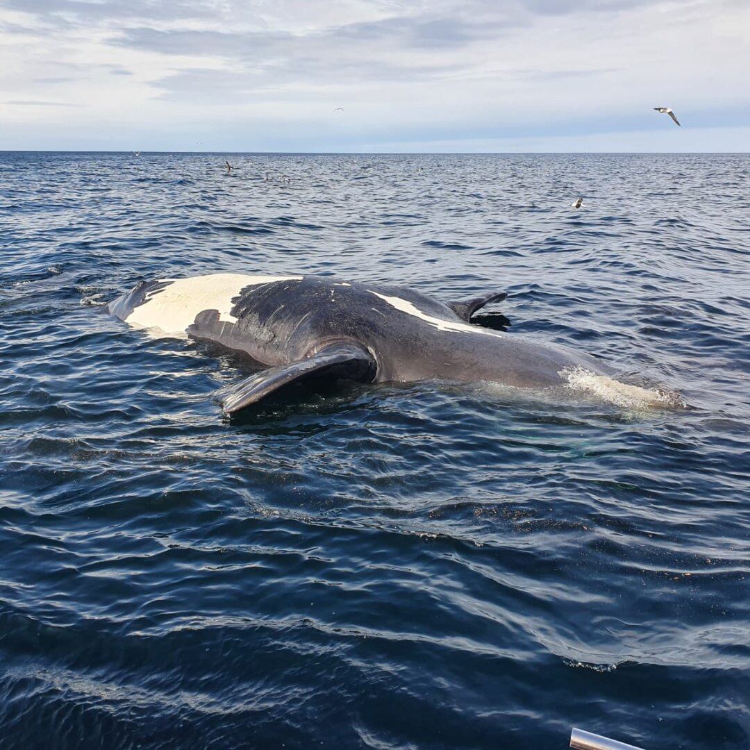 Siguen apareciendo ballenas muertas en Puerto Pirámides. 