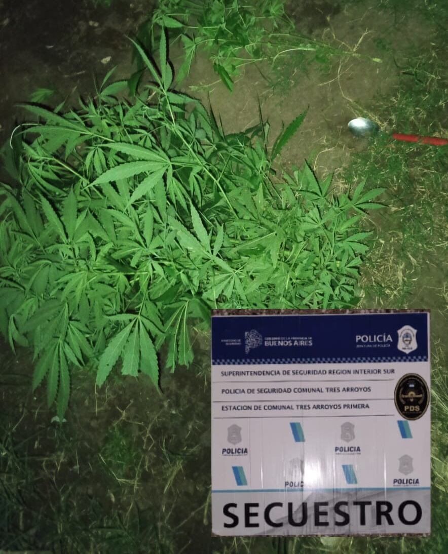 Secuestraron plantas de marihuana en el domicilio de un aprehendido por amenazar de muerte a su pareja