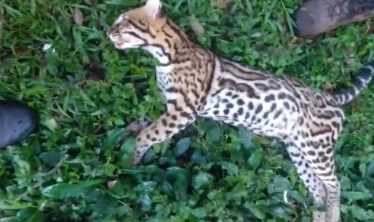 Luto en la selva misionera: una ocelote fue atropellada.