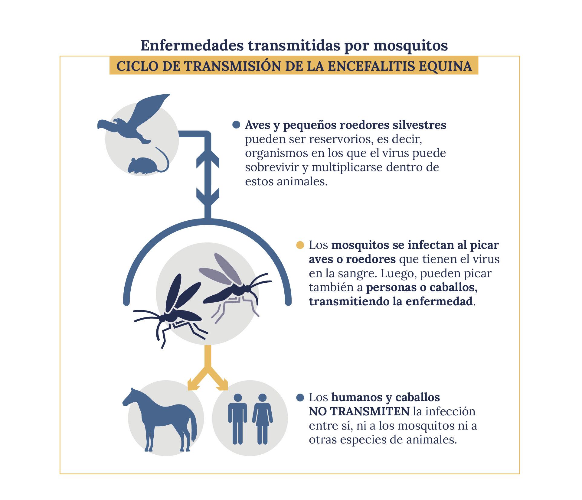 Encefalitis Equina: es una enfermedad causada por un virus que se transmite a través de la picadura de mosquitos infectados.