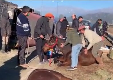 Volcó un tráiler con caballos en la Circunvalación Oeste.