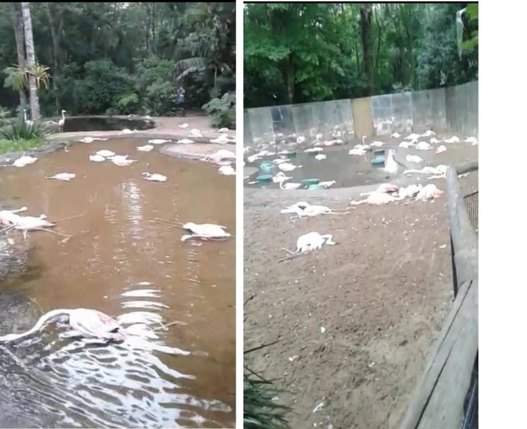 Foz de Iguazú: dos yaguaretés ingresaron al Parque de las Aves y cazaron flamencos.