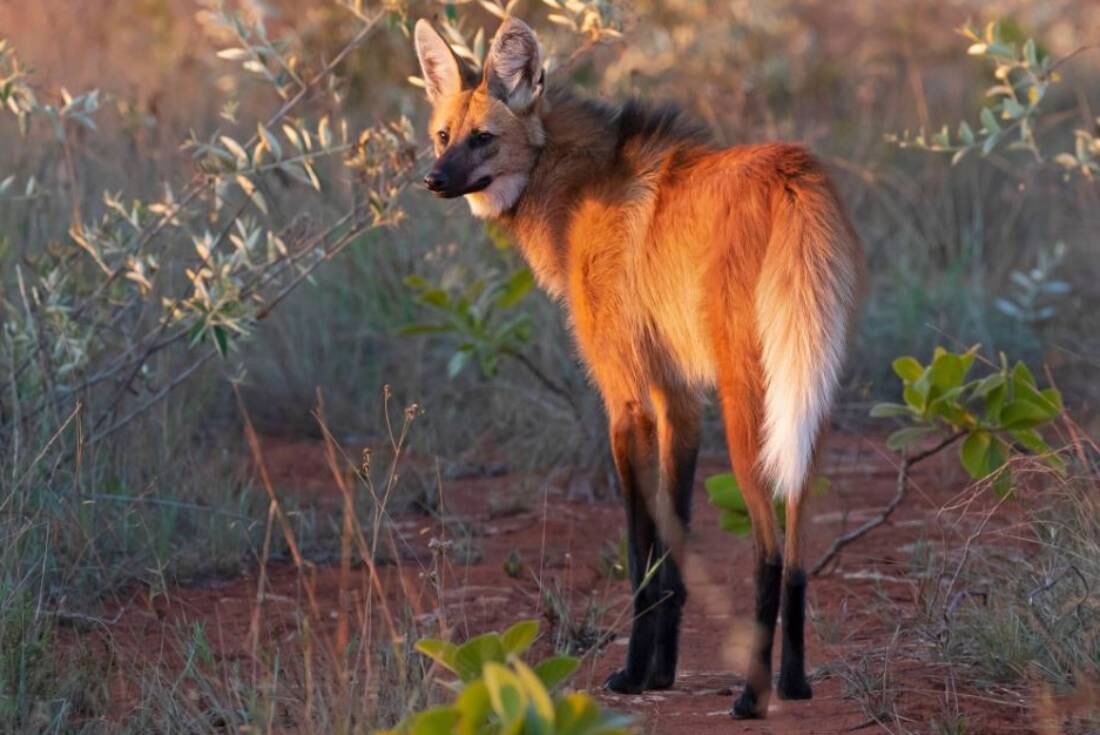 El aguará guazú es una especie vulnerable en Argentina (Gabriel Belloc / Categorización de los Mamíferos en Argentina)