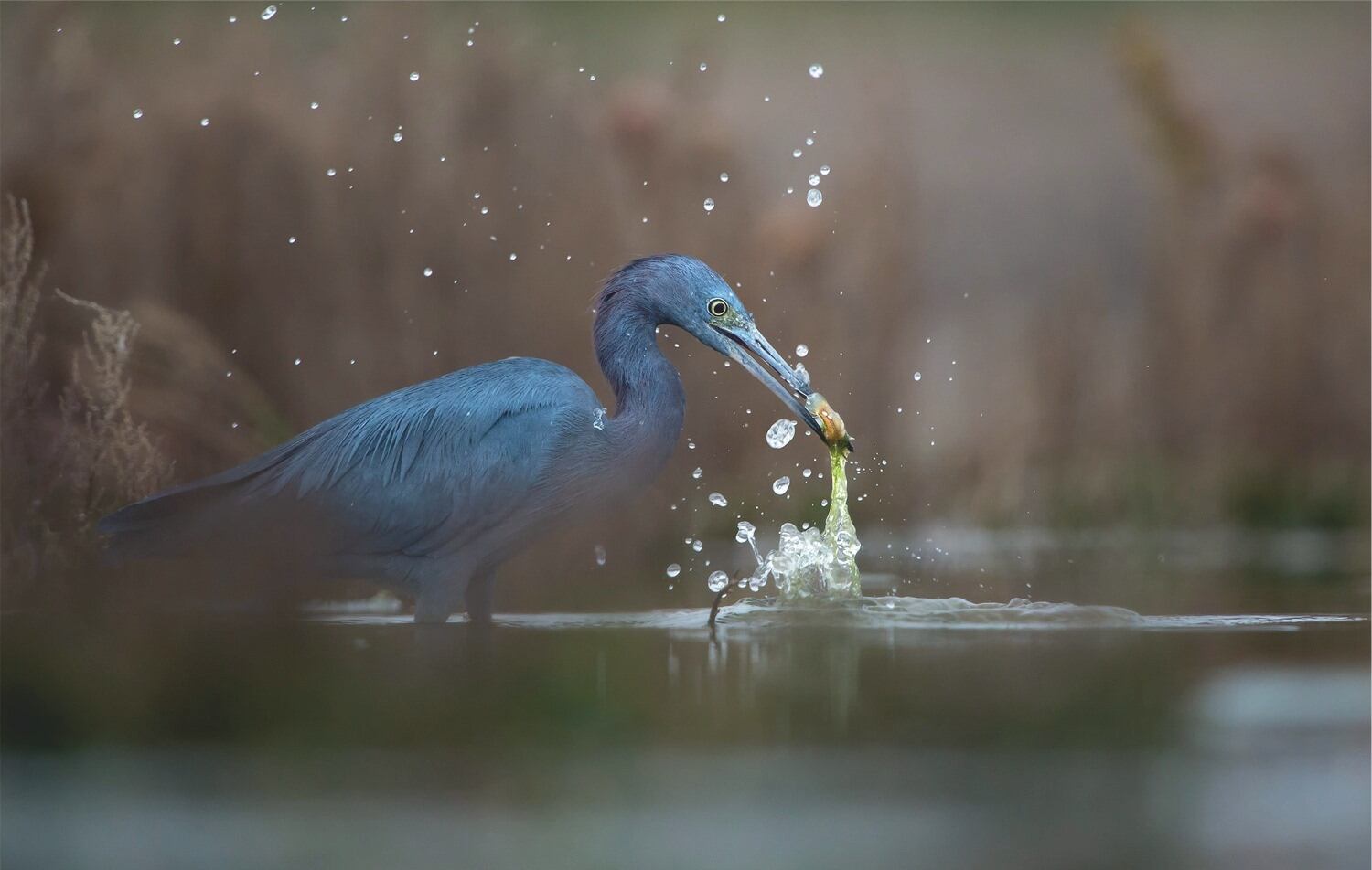 Garza Azulada (Egretta Caerulea) - foto: Nino Grangetto