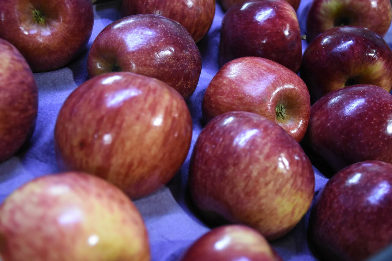 Los productores de manzanas se suman al beneficio. Fotos: Mariana Villa / Los Andes