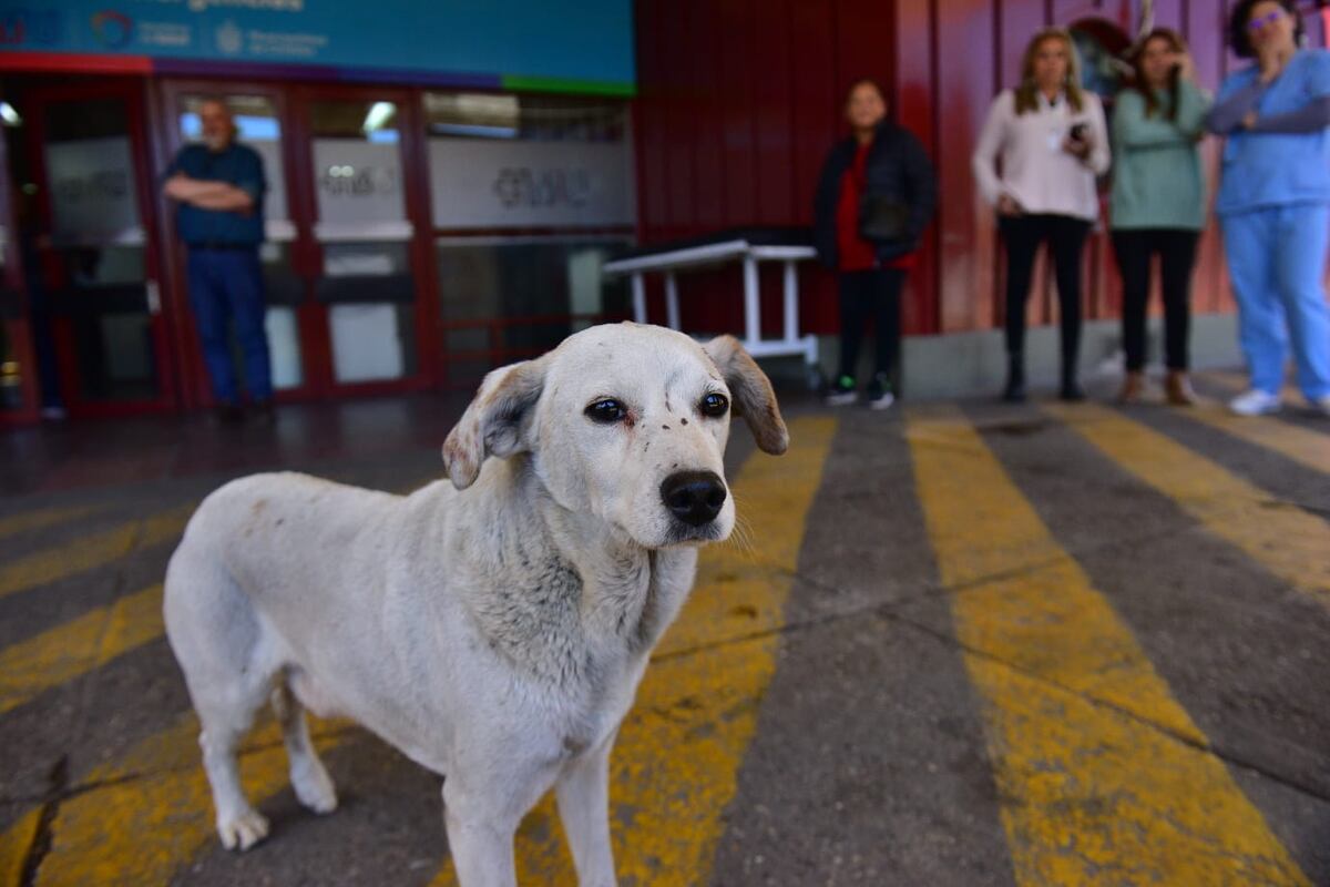 Croto, el perro que esperó por su dueño en el hospital de Urgencias de Córdoba, hasta el último suspiro