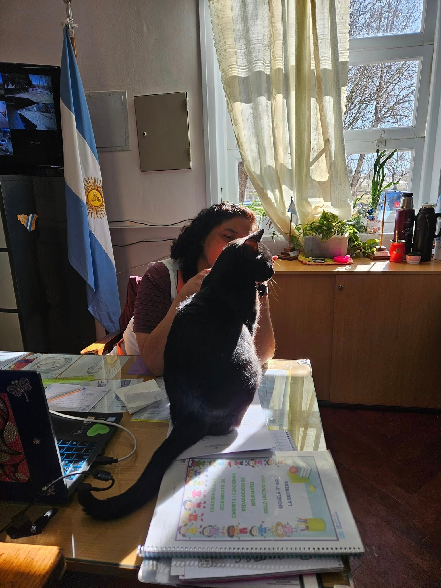 Bodoque, el gato abanderado que enamoró a una escuela de Neuquén.