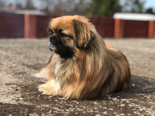 Lo había denunciado por violencia y él le mató el perro. Foto ilustrativa.