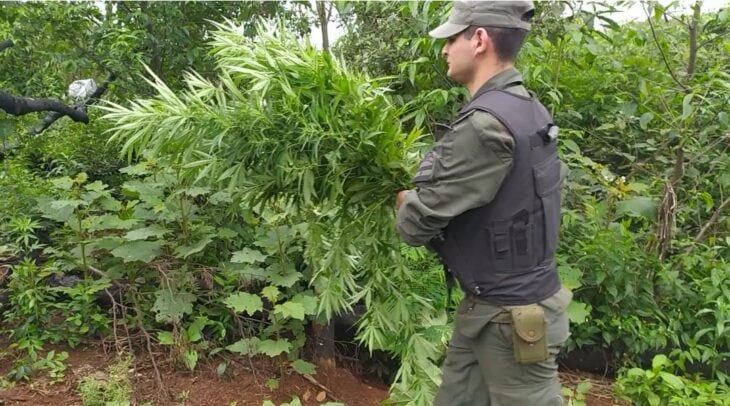 Patrullaban y se toparon con una plantación de marihuana en Bernardo de Irigoyen.