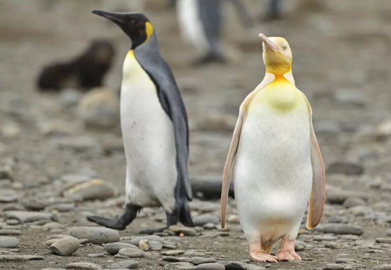 El animal era el único de color amarillo entre los cientos de pingüinos del lugar.