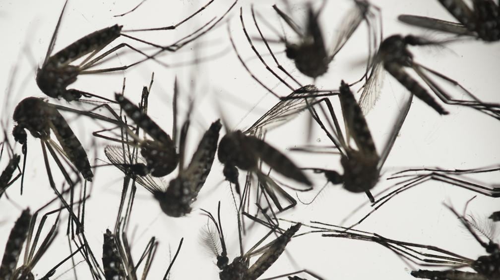 DENGUE. Es transmitido por el Aedes aegypti (La Voz).