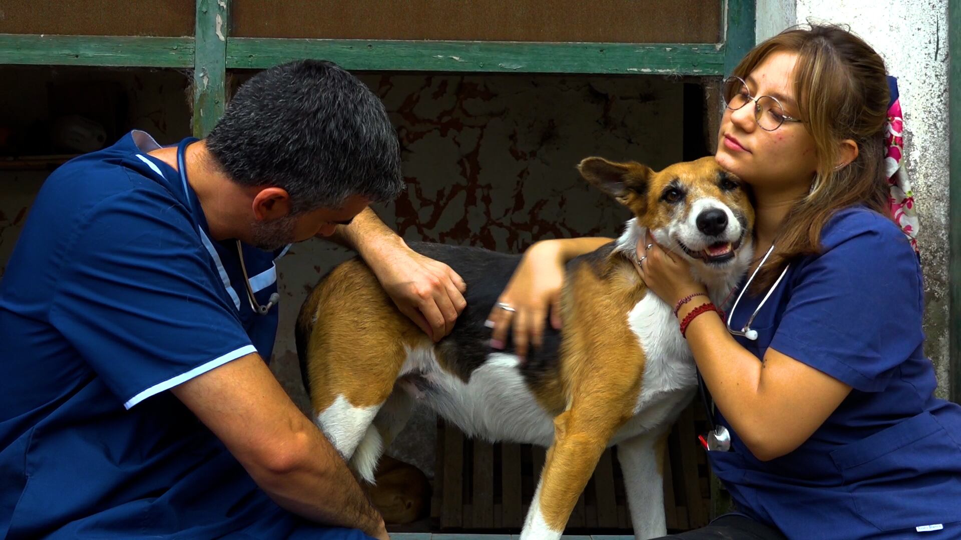 Acción perros en situación de calle.