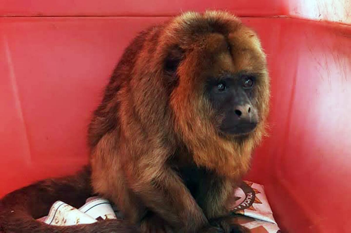 Rescataron a un mono carayá de un domicilio en Villa María