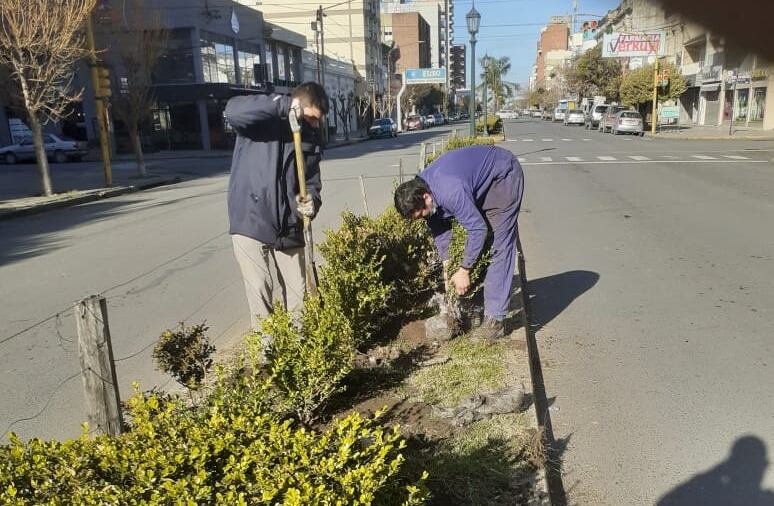 Donación de árboles y trabajos en espacios verdes