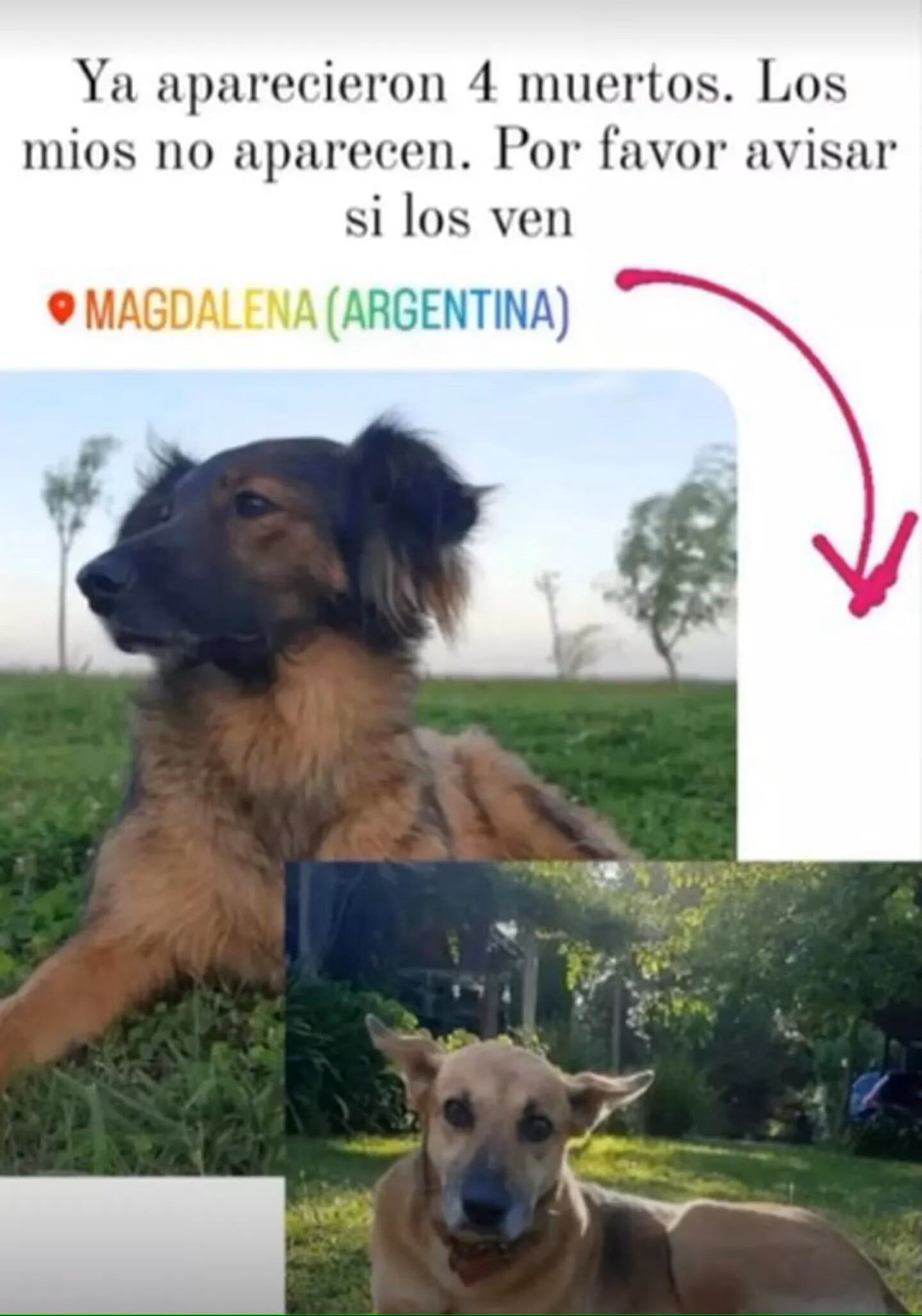 Dueños de mascotas se expresaron en redes sociales. Foto: TN.