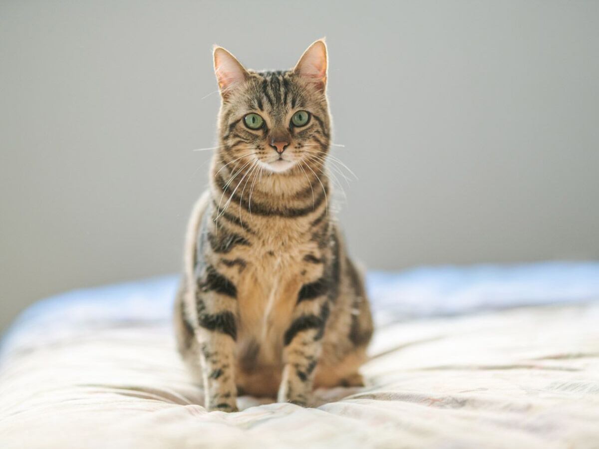 Descubrió que los lirios son venenosos para los gatos y su historia se hizo viral