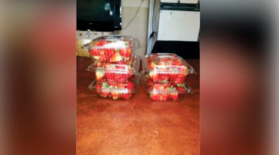 Las frutillas son comercializadas en bandejas de medio kilo 