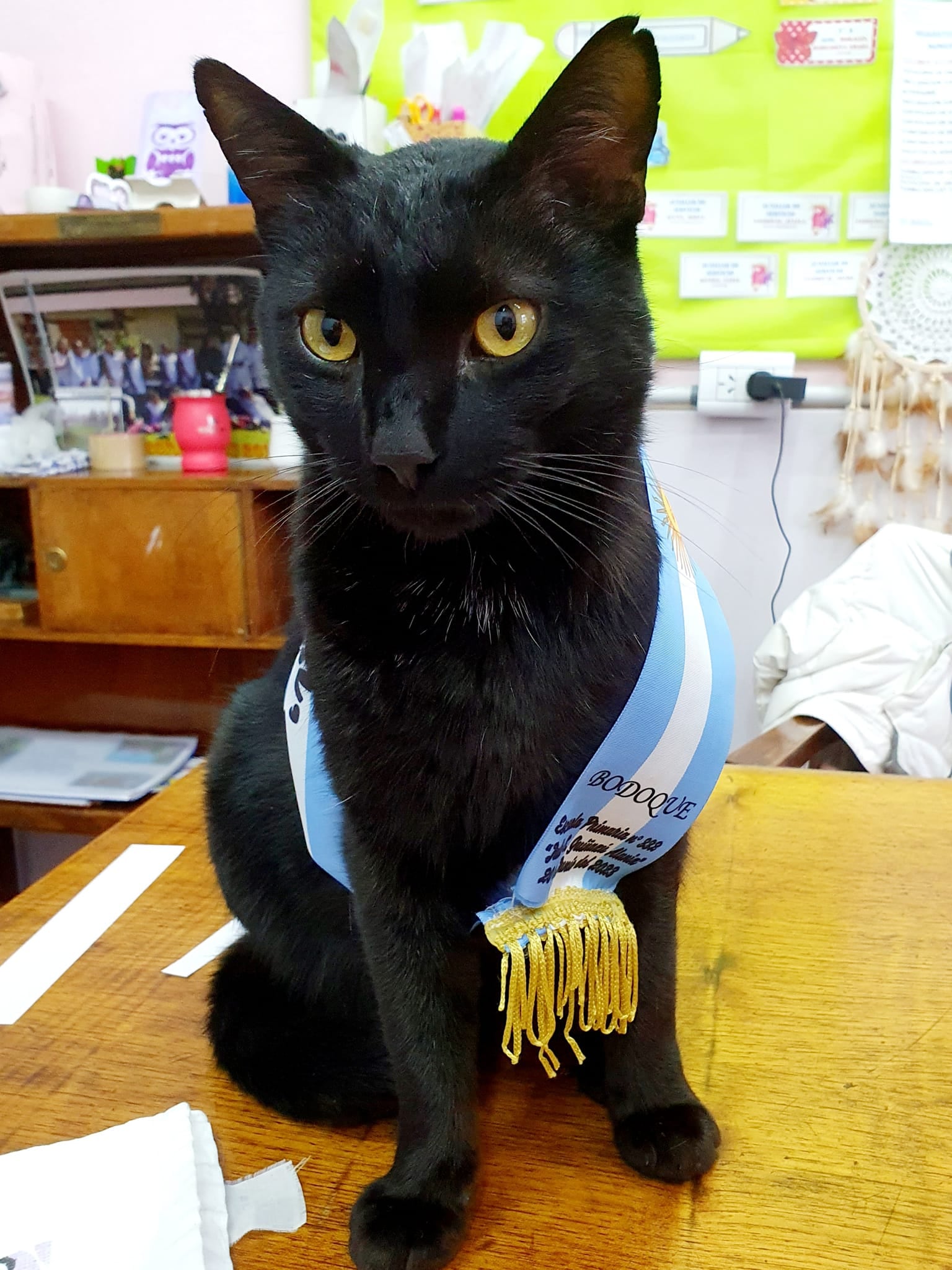 Bodoque, el gato abanderado que enamoró a una escuela de Neuquén.