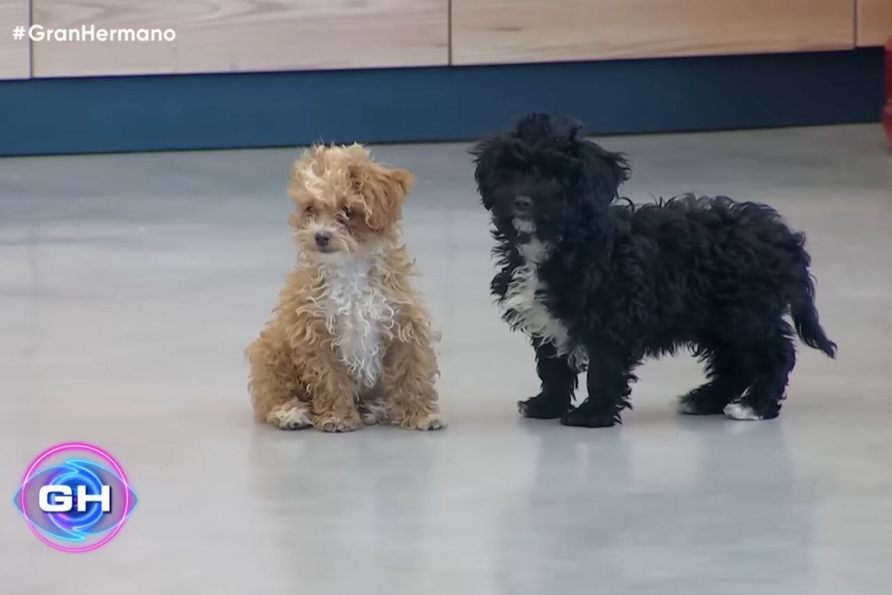 Separaron a Mora y Caramelo de Gran Hermano. (Captura de pantalla)