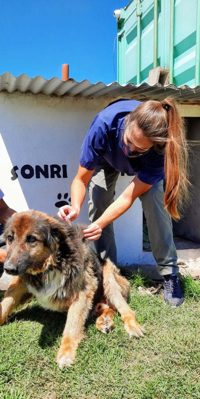 Continúa  la Campaña Gratuita de Castración y Vacunación Antirrábica