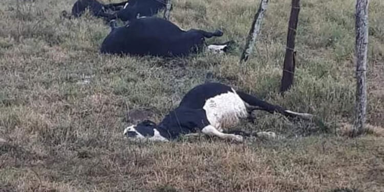 El IFAI brindó asistencia a las familias afectadas por la tormenta en Pozo Azul.