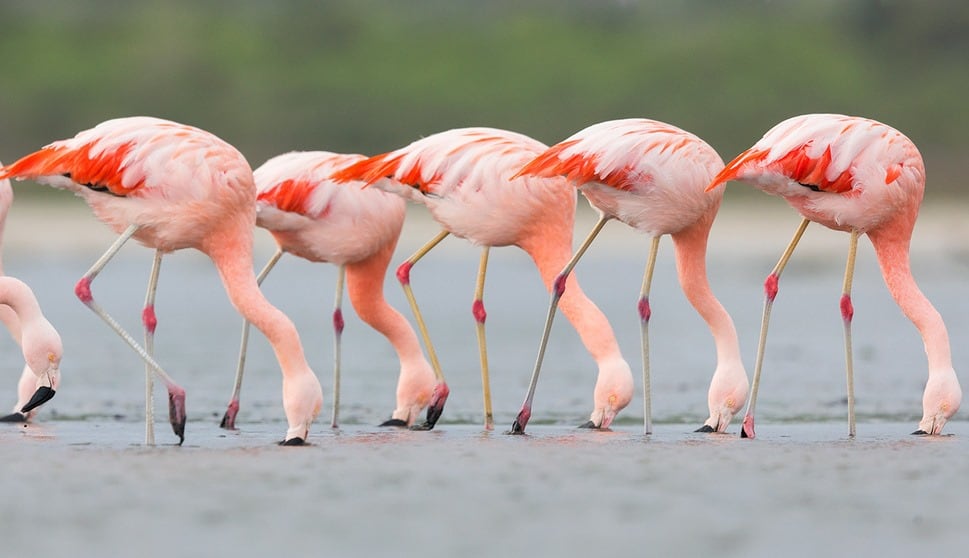 Flamencos alimentandose en la costa de la laguna Mar Chiquita. Córdoba. (Foto: Facebook Turismo Miramar de Ansenuza) PH: Ana Robino Fotografía