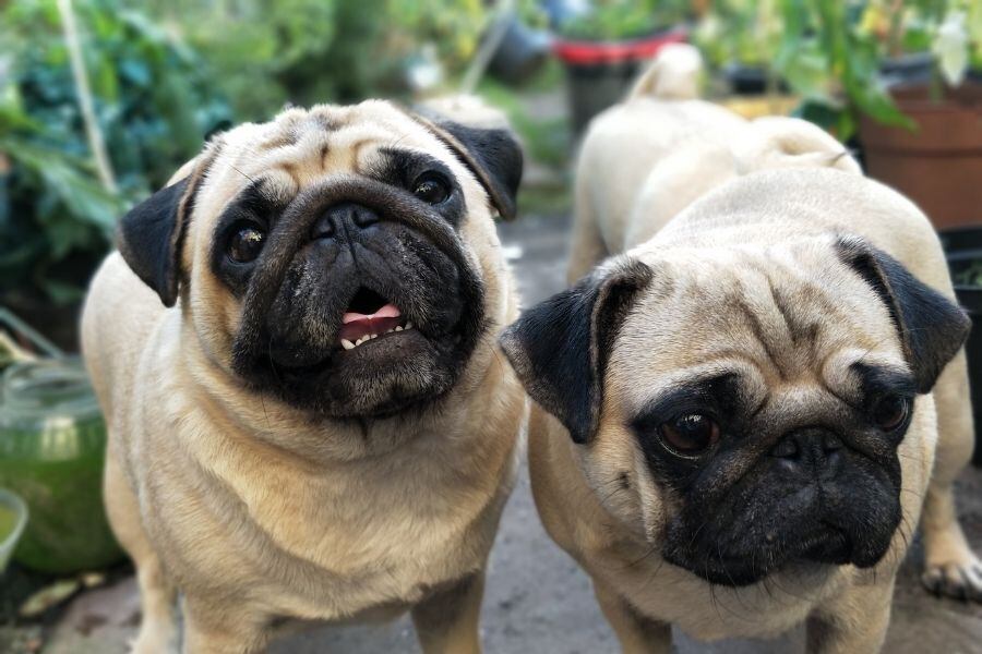 Pugs