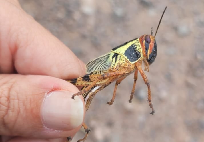 El espécimen detectado en Córdoba.