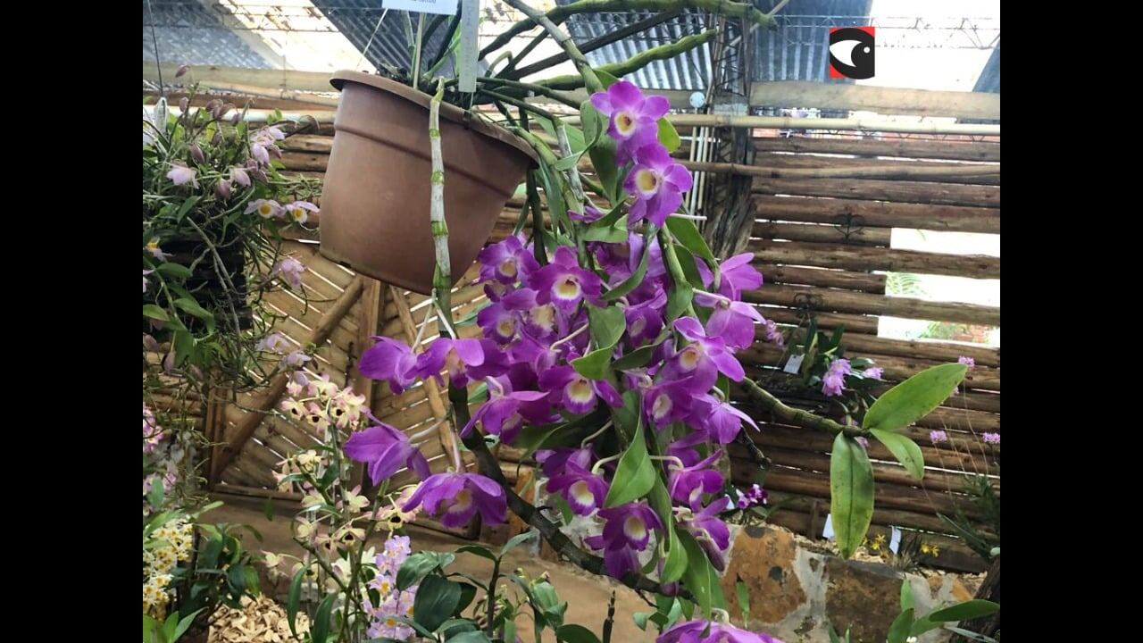 Con una gran cantidad de concurrentes, se lanzó la Fiesta Provincial de la Flor y Nacional de la Orquídea en Montecarlo.