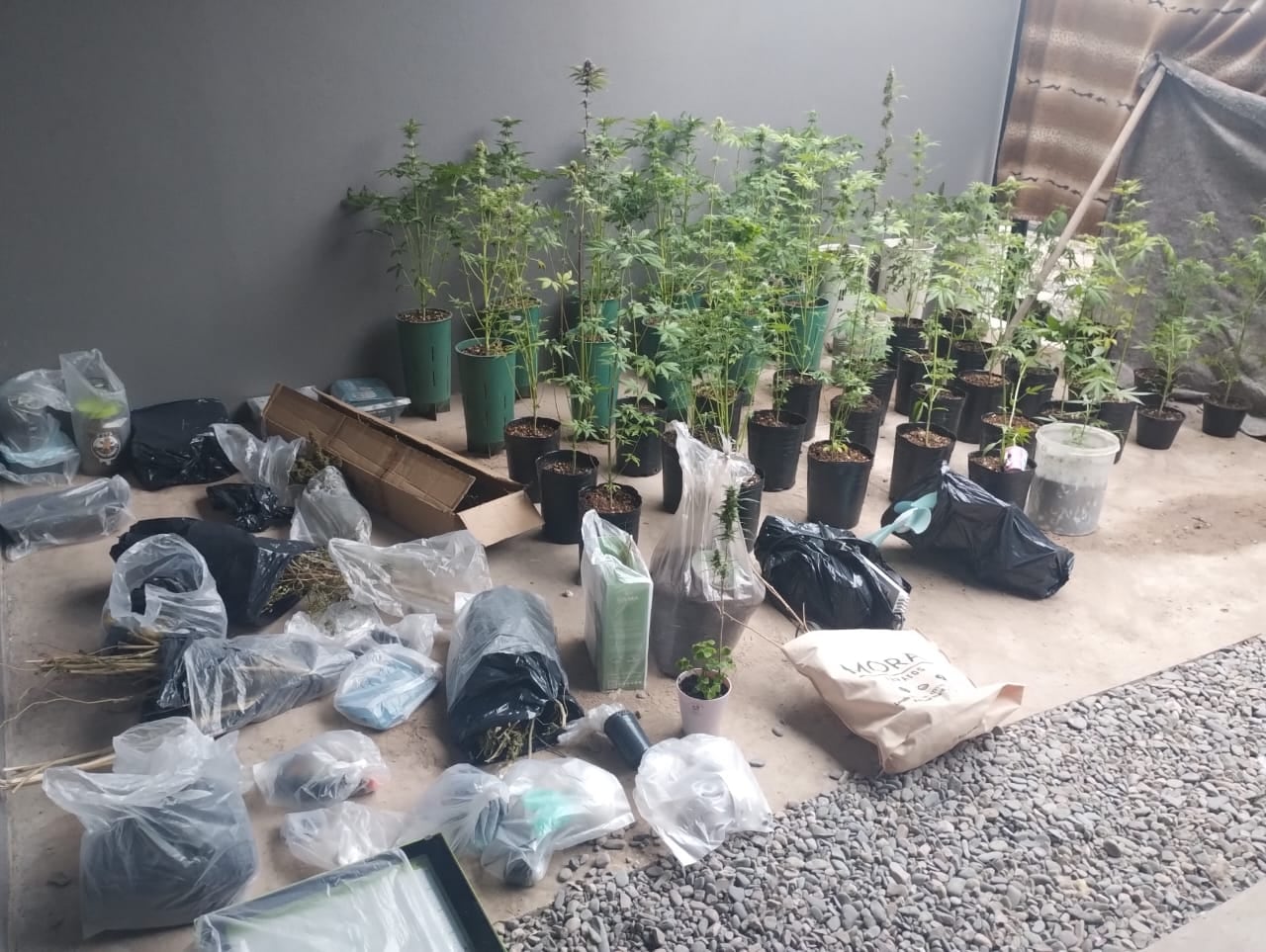 Parte de la cantidad de plantas de marihuana, semillas e insumos hallada en la vivienda del barrio Los Perales.