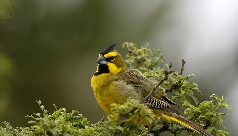 El cardenal amarillo se encuentra categorizada como especie en peligro de extinción, a nivel internacional.