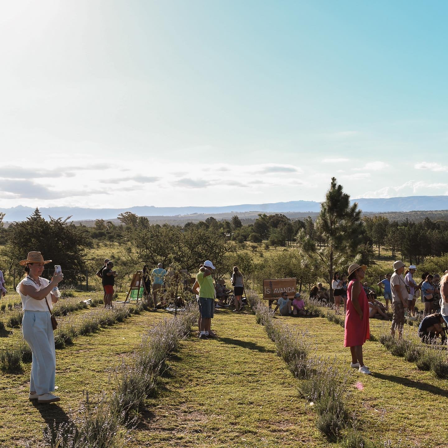 El campo de lavandas que se ubica en Los Reartes.