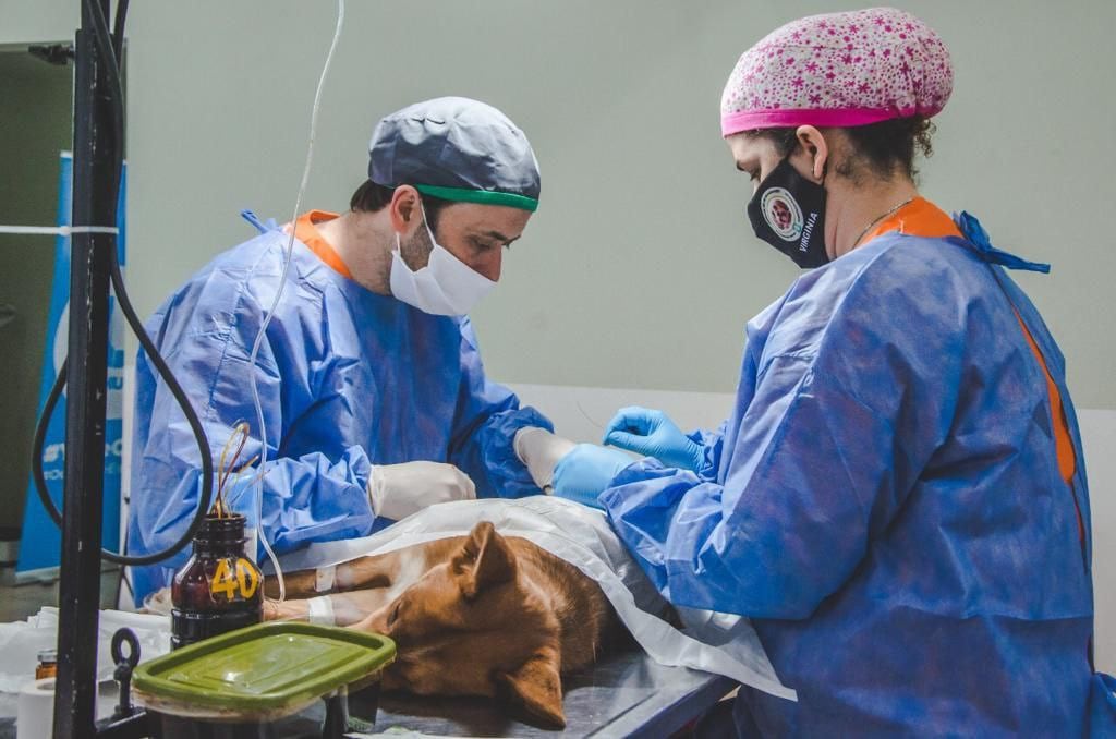 De los distintos barrios de la ciudad se esterilizaron más de 70 animales, hubo  colocación de  chips, vacuna antirrábica y entrega de antiparasitarios.