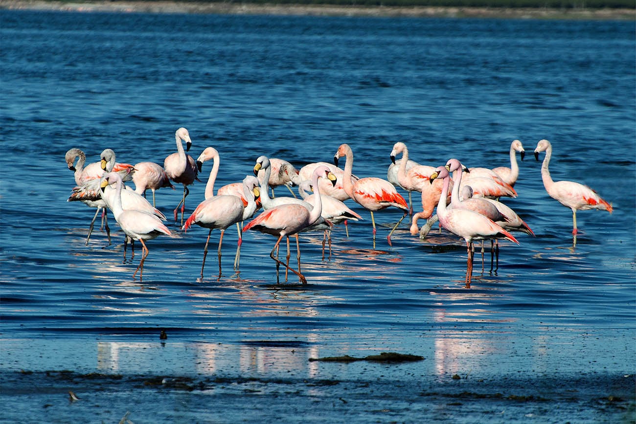 Parque Nacional Ansenuza.