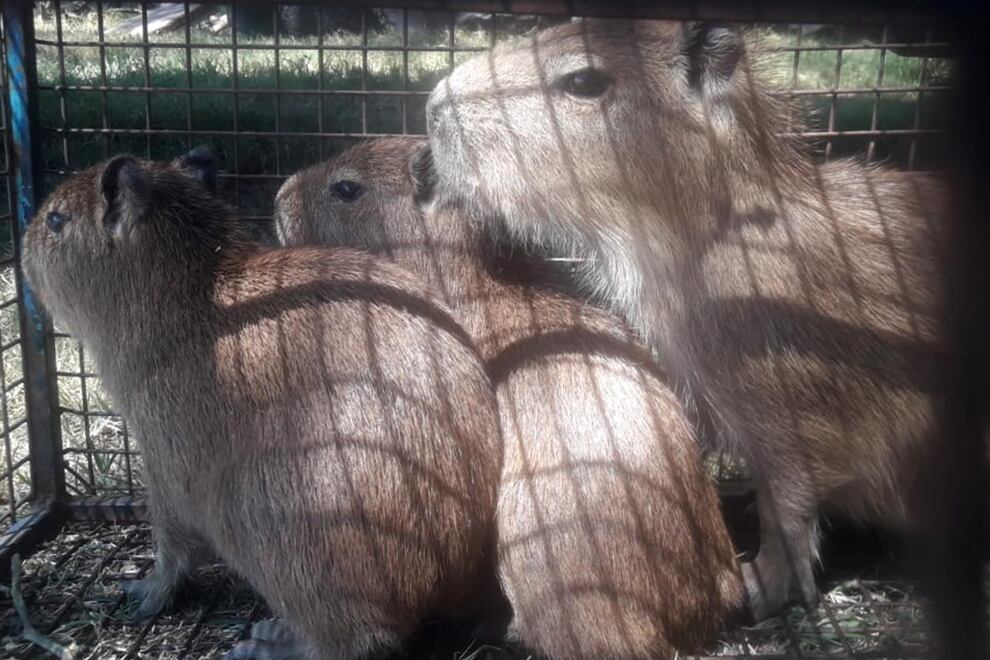 Tres pequeños carpinchos fueron rescatados en el sur de Córdoba