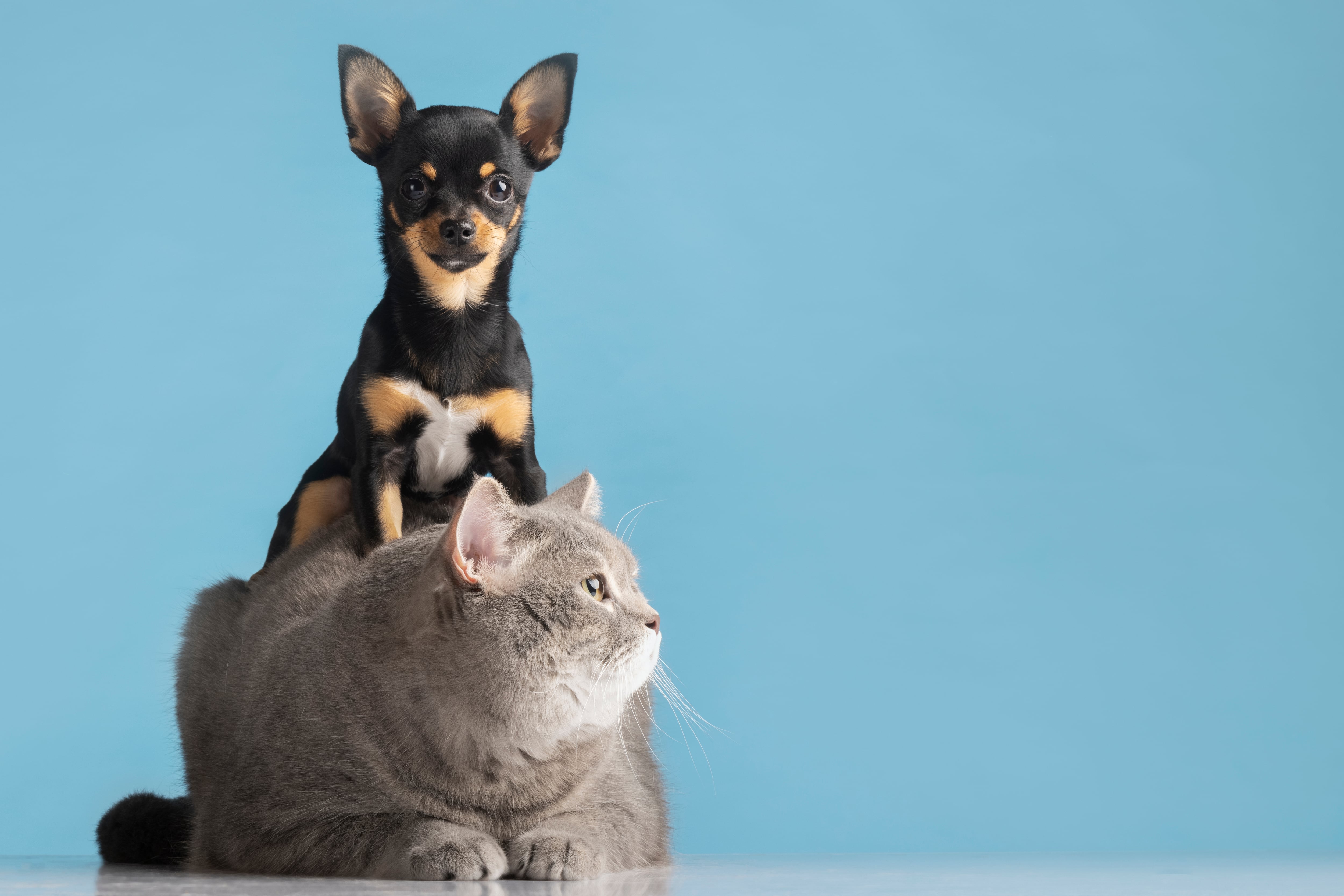 El experto indicó que los perros se destacan en habilidades sociales y los gatos son más resolutivos.