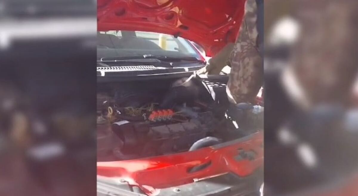 Un inesperado animal apareció en el motor de un auto y tuvo que intervenir la Policía de Córdoba