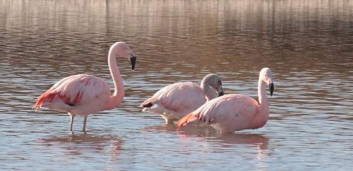 Flamencos rosados en la Laguna del Viborón