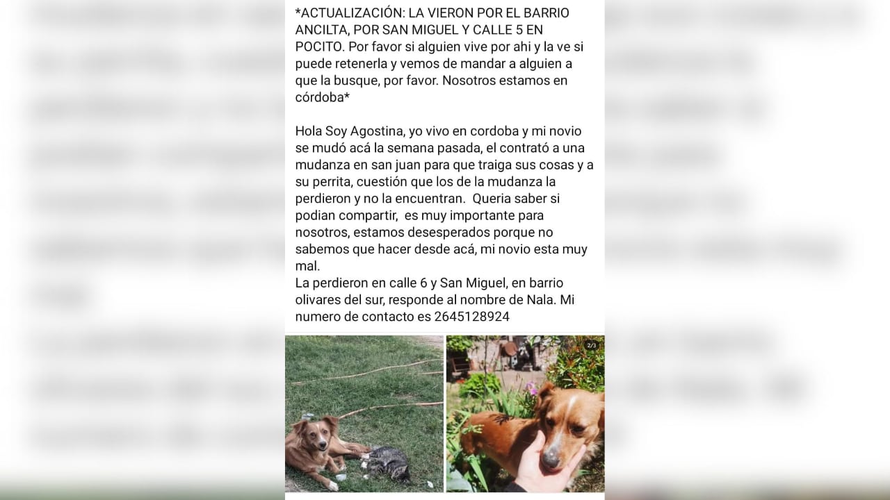 El desesperado pedido de una pareja para encontrar a su perrita Nala