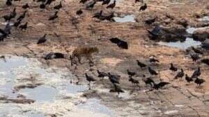 Excelso ejemplar de yaguareté es capturado en el Parque Nacional Iguazú por una turista.