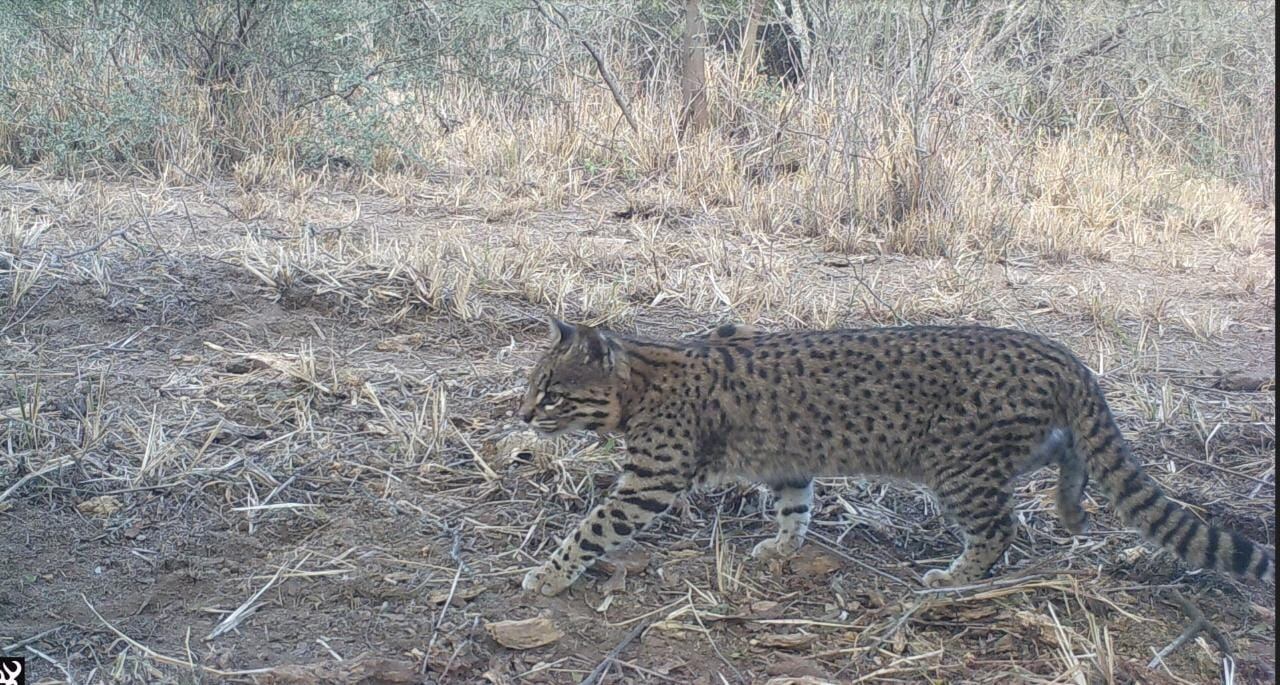 El gato montés se asemeja mucho a un gato doméstico, aunque su aspecto es más corpulento y presenta un tamaño mayor.