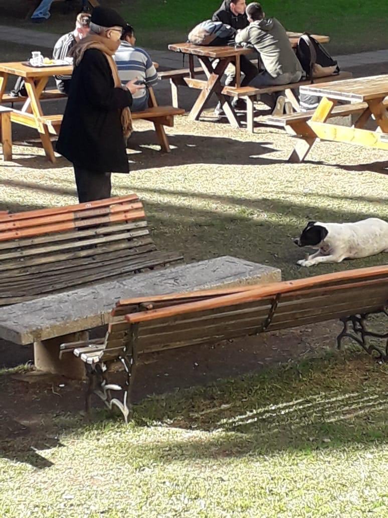 Perro vaca se hizo famoso en la UNR