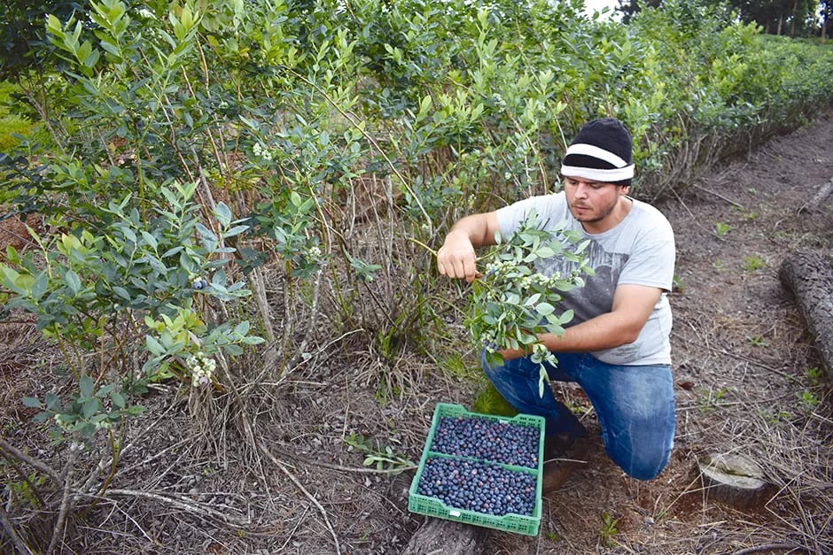 Inició la cosecha de arándanos en Colonia San Jorge, en San Pedro.