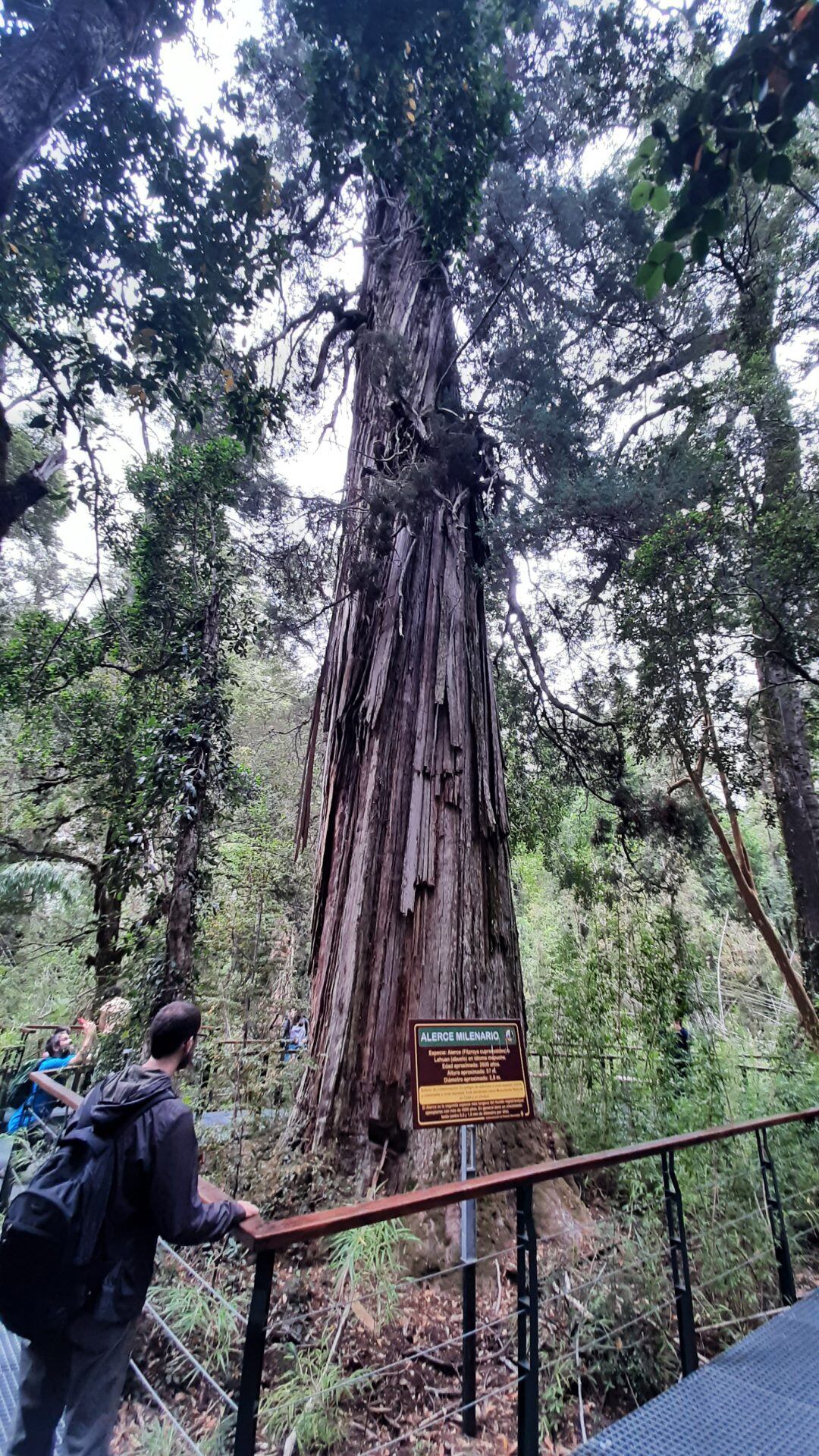 El árbol, Abuelo, tiene 57 metros y 2,8 metros de diámetro. - Crédito: EFE