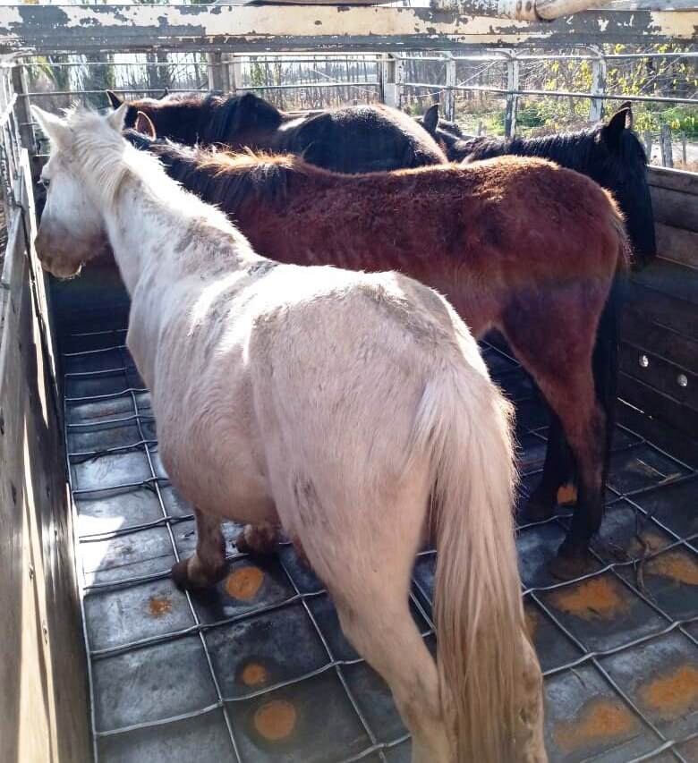 Trasladaron a Maipú los caballos rescatados en la finca del horror 3 en San Rafael. 