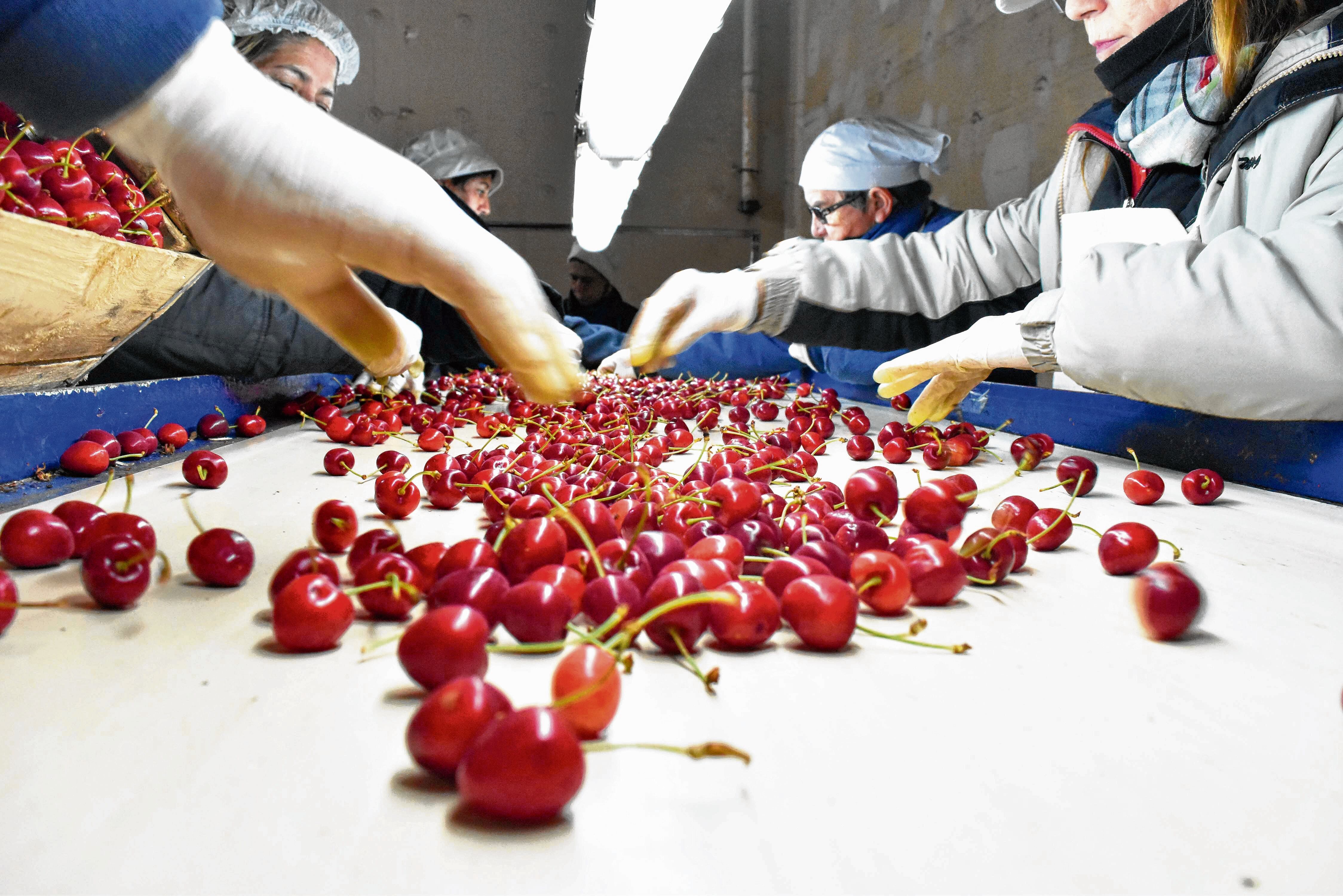 Cereza de exportación 